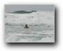 Wellen und Surfschule  