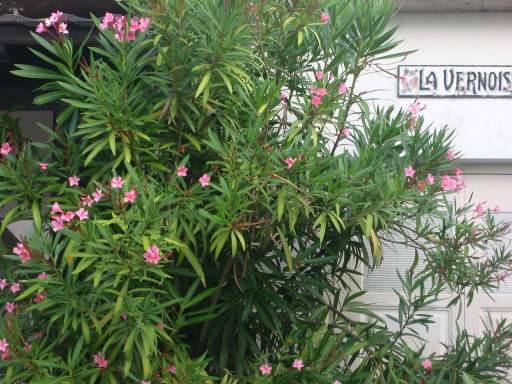 Blumen davor