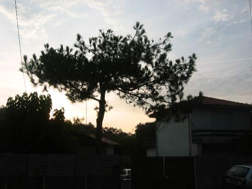 Morgenstimmung