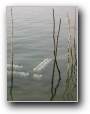 Austernzucht am Bassin  